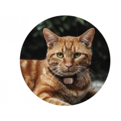 Materiel Collier GPS/moniteur D'activité Kippy Evo Pour Chien Et Chat -Animaux Compagnie Fournitures Magasin collier gps moniteur d activite kippy evo pour chien et chat 1