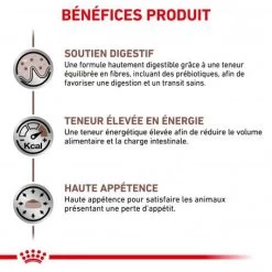 ROYAL CANIN Cat Gastro Intestinal Sachet Repas 13 ROYAL CANIN Cat Gastro Intestinal Sachet Repas -Animaux Compagnie Fournitures Magasin royal canin cat gastro intestinal sachet repas 2